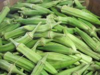 FRESH OKRA EXPORT QUALITY