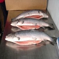 Frozen Whole Salmon Fish