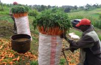 Wild Fresh Carrot In Stock