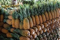 Pineapples Fresh for Sale