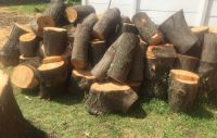 Cheap Timber and Oak Wood Logs Available For Sale