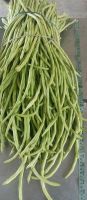 Cow pea beans