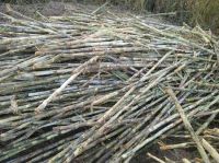 104kw cummins engine sugar cane harvester/harvesting machine with ISO