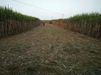 1 row harvester combine type sugar cane harvesting machine for big farm