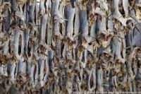 Quality dry salted stock fish for sale