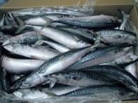 300-500g Best Quality Frozen Pacific Mackerel Fish