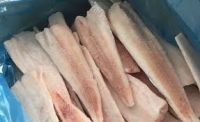 Wholesale New Frozen IQF Alaska Pollock Fillet With Good Price