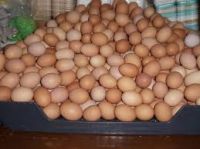 Best Quality Fresh Brown Table Chicken Eggs
