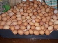 Farm Fresh Chicken Table Eggs Brown and White Shell Chicken Eggs