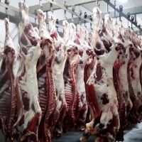 Halal Buffalo Boneless Meat/ Frozen Beef