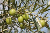 Olive Leaf Extract / Oleuropein