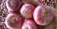 Natural Fresh Organic Red Onion