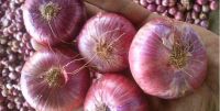 organic fresh onion exporters of fresh onion wholesale fresh onion