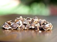 Moringa Seeds