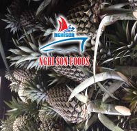 FRESH PINEAPPLE (Whatsapp: +84 986 365 621)