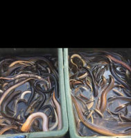 eel seafood