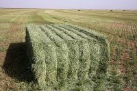 Alfalfa Hay