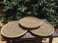 100% Pure Kopi Luwak Coffee Green Beans Arabica Original From Java Indonesia Bulk Order