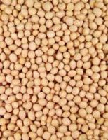 SOYA BEANS