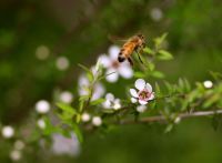 New Zealand Manuka Honey