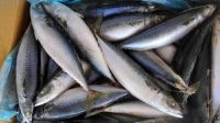 WHOLESALE ATLANTIC MACKEREL