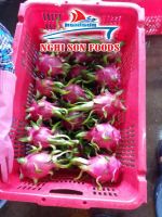 FRESH DRAGON FRUIT EXPORTER FROM VIET NAM