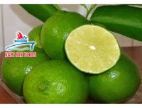 FRESH LIME SUPPLIER FROM VIET NAM 