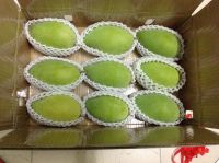 Viet Nam Fresh Mango Natural and Best Price.