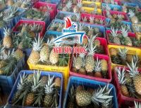 Fresh Tropical Pineapple with the Best Price from Viet Nam