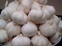 Need to find partners import Indian Garlic