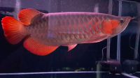 Indonesia Super Red Arowana