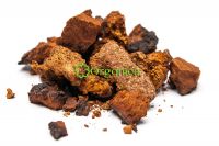 Chaga Birch Mushroom