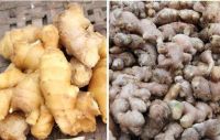 Providing fresh ginger for export.