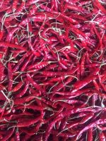 Trade chance to export and import TEJA S17 chili from India