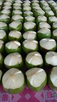 Fresh green young coconuts