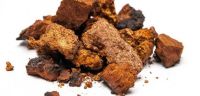 Chaga Mushroom