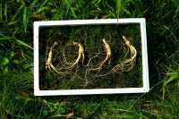 Wild Cultivated Ginseng