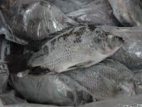 Sea Food Frozen Black Tilapia Fish From Wholesale Product