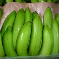 HIGH QUALITY FRESH CAVENDISH BANANA 