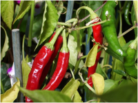 Natural Fresh Red Chili/Pepper at high quality
