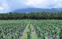 RBD CP8 and CP10 Palm oil