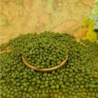 Green Mung Bean crop supply different size