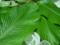 banana leaf