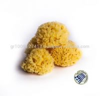 Sea Sponge