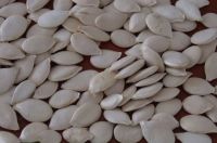 Pumpkin seed for SALE from UKRAINE!