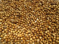 Coriander seeds