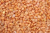 Red Lentils