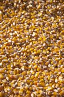 Yellow Corn (Maize) from Brazil