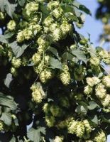 Hops Extract