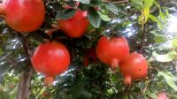 Fresh Pomegranate